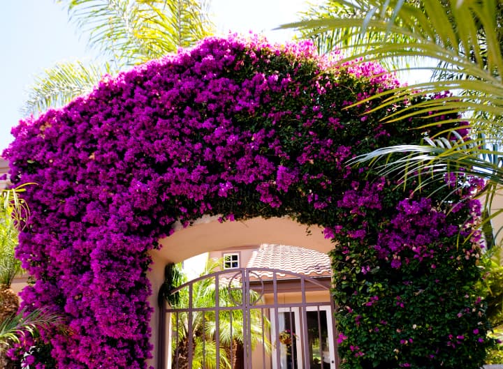 Flowers over gate