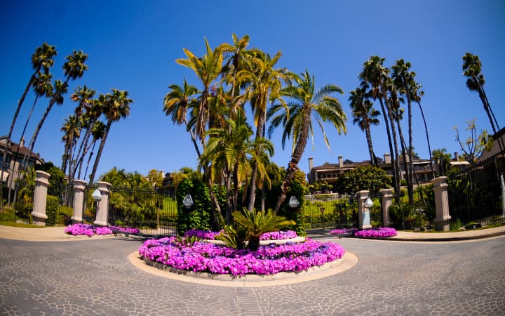 Flowers and palm trees