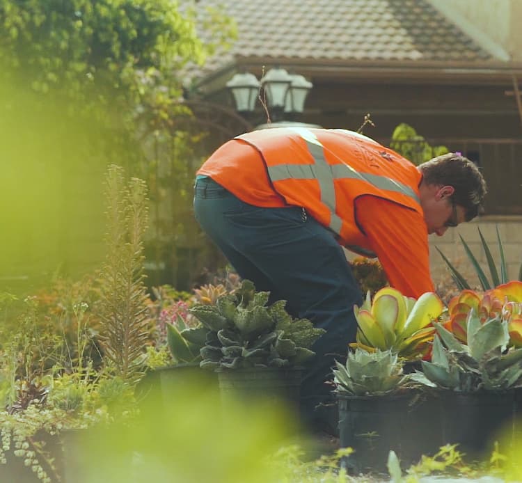 Landscaper tending to plants