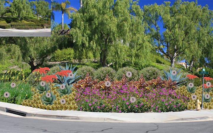 View of landscaping from the curb