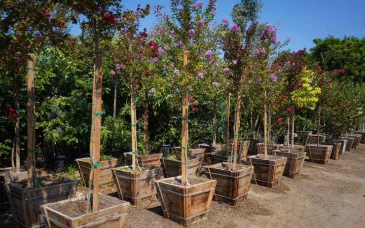 Potted trees